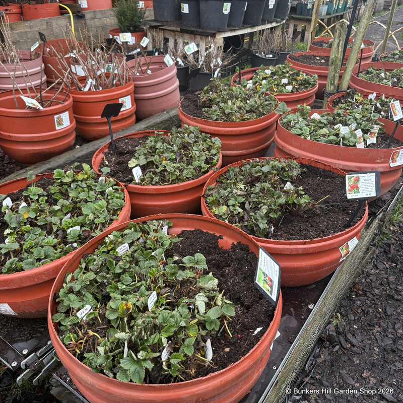 Hydrangea Macrophylla White (p23)