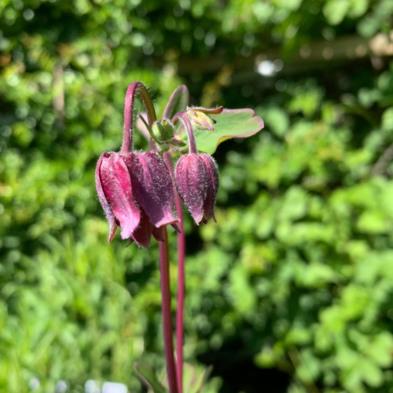 Aquilegia vulgaris stellata 'Bordeaux Barlow' 1ltr pot