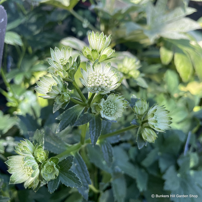 Astrantia major 'Star of Billion' 1ltr pot