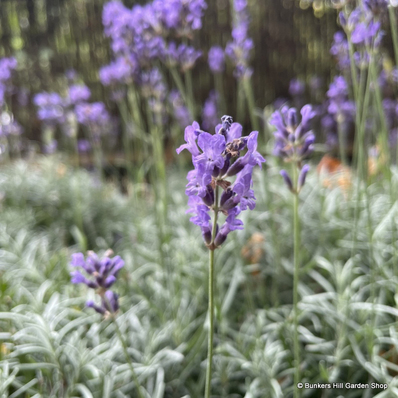 Lavender 'Munstead' (Lavandula angustifolia) 1ltr