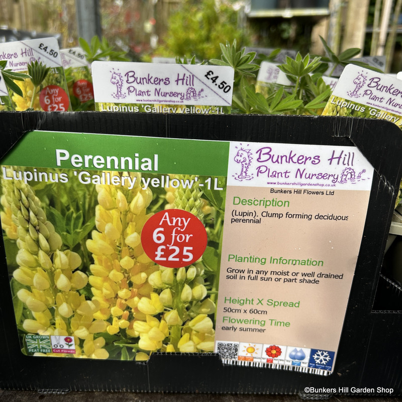 Lupin 'Gallery Yellow' (Lupinus) 1ltr pot