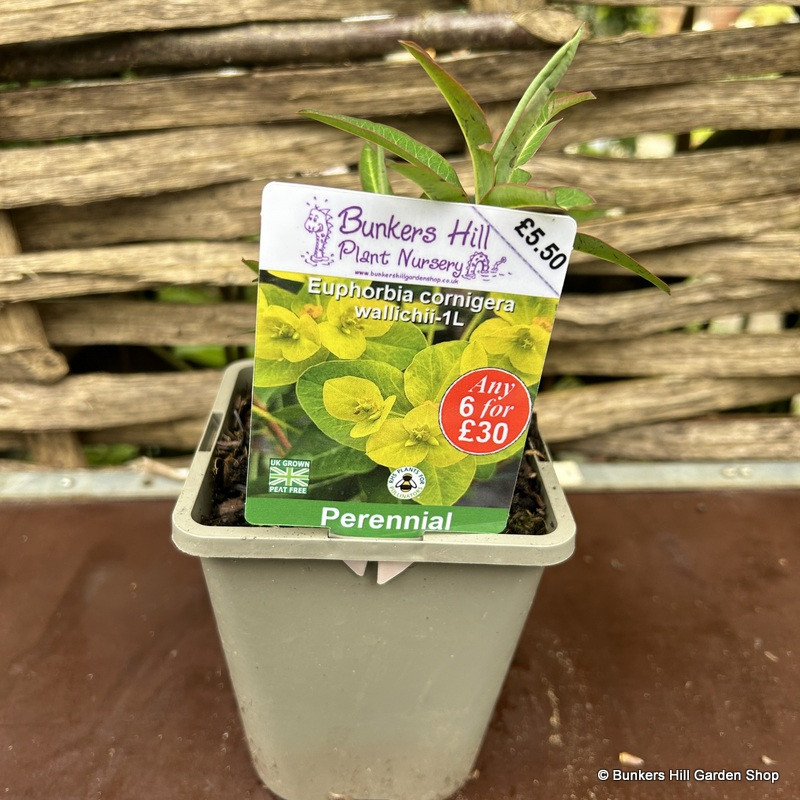 Euphorbia cornier wallichii 1ltr pot