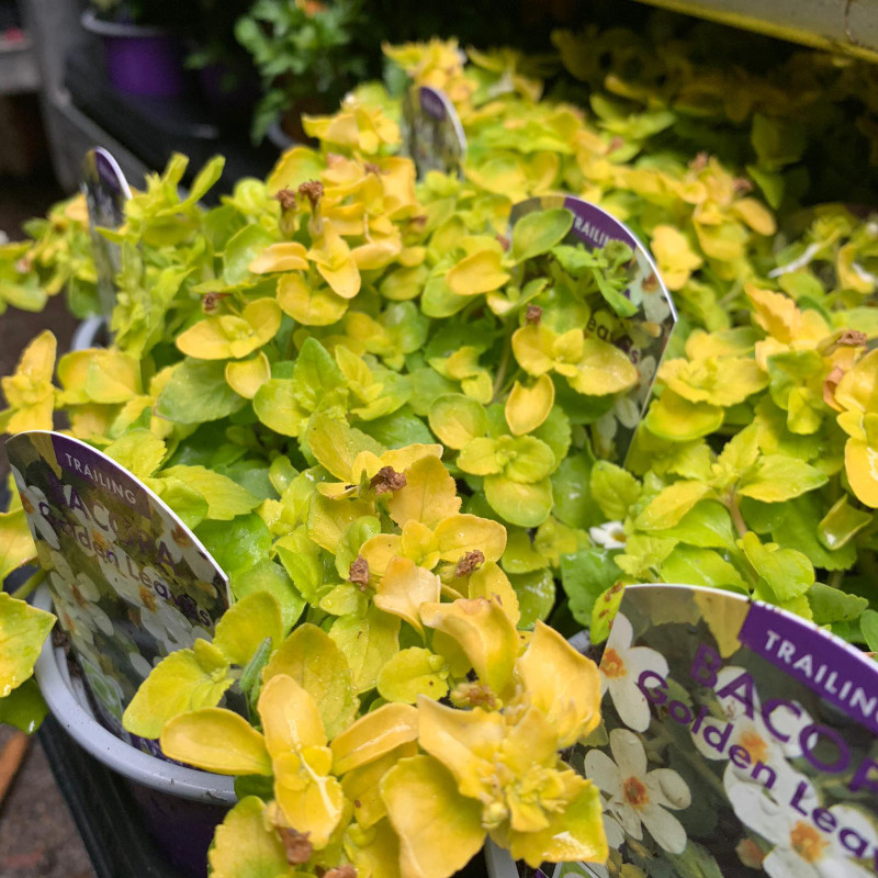 Bacopa 'Golden Leaf' - 9cm pot