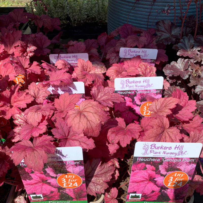 Heuchera 'Georgia Plum' 3ltr pot