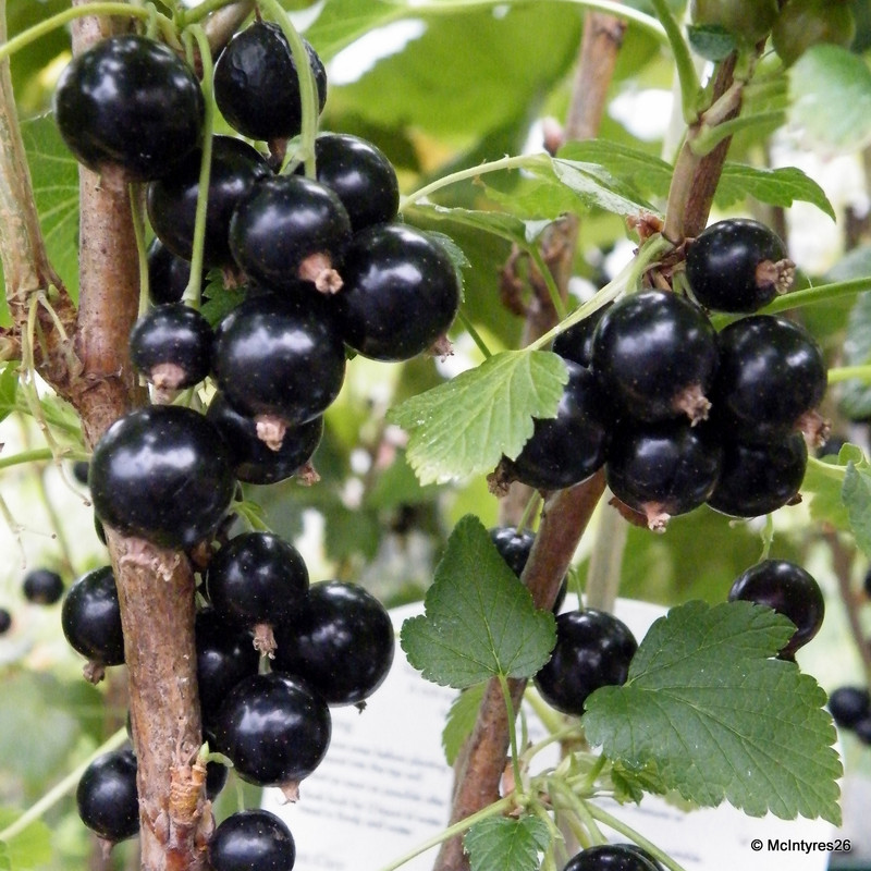 Blackcurrant 'Ben Connan'