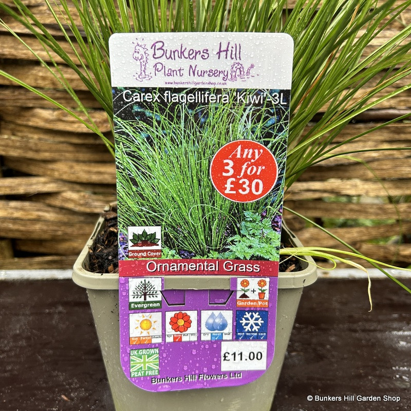 Carex flagellifera 'Kiwi' (Grass) 3ltr pot