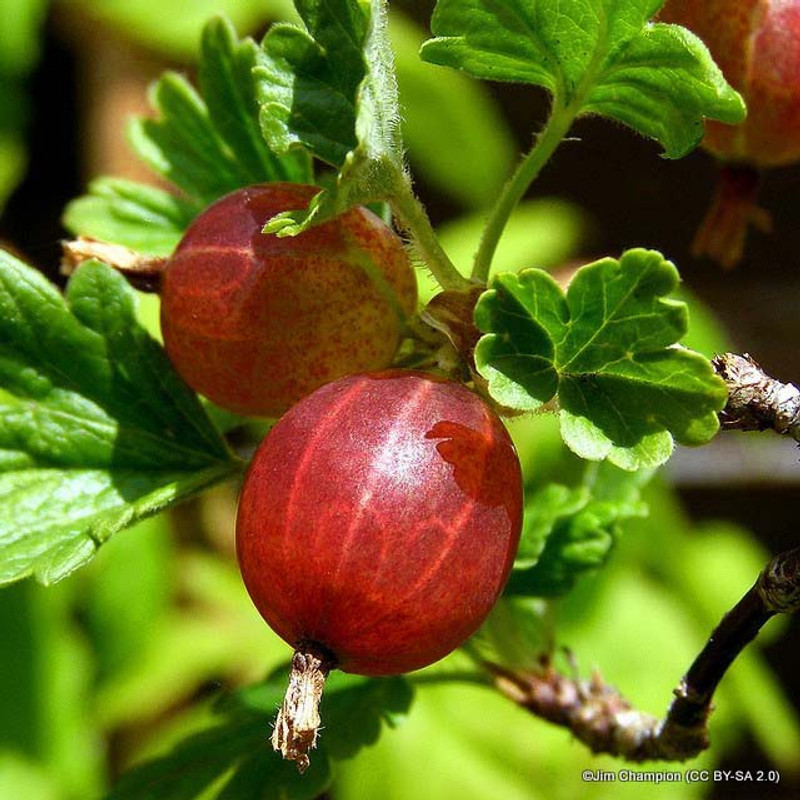 Gooseberry 'Captivator'