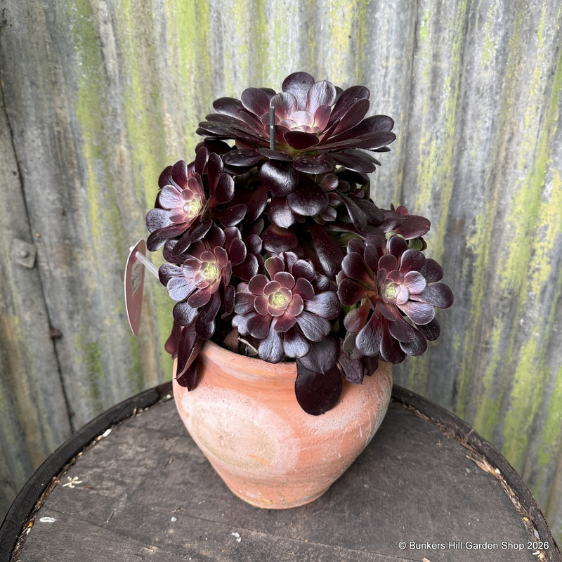 Aeonium arboreum Velours in terracotta pot (Succulent)