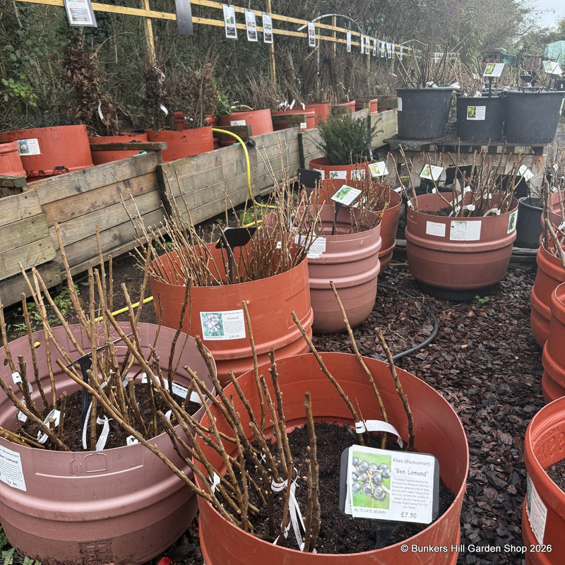 Gooseberry 'Hinnonmaki Red'