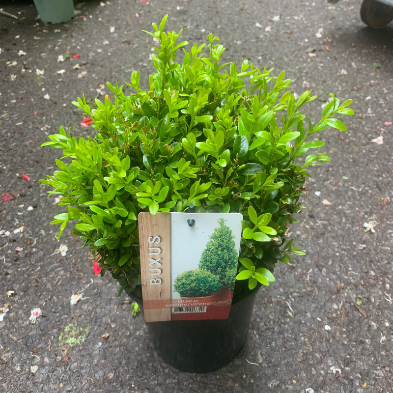 Box ball - 20cm approx. (Buxus)