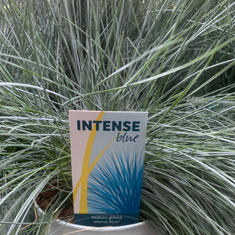 Festuca 'Intense Blue' (Grass)
