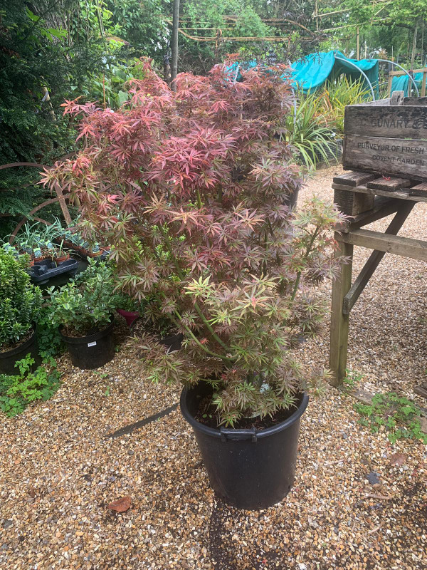 Acer 'Jerre Schwartz' 20L