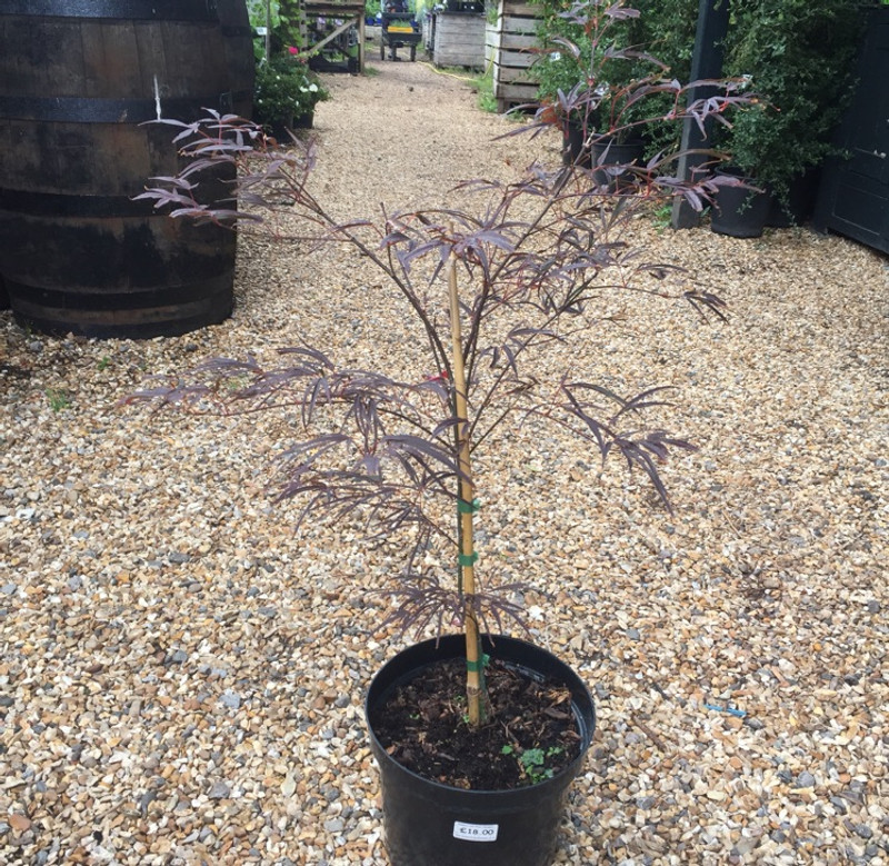 Acer - purpurea