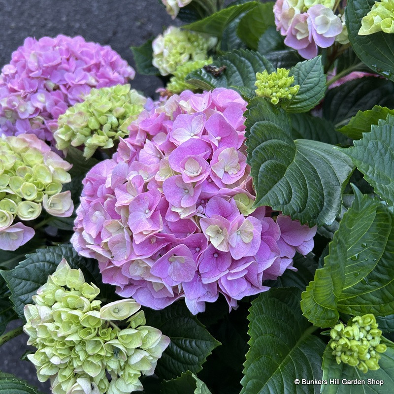 Hydrangea Macrophylla  - pink (5L)