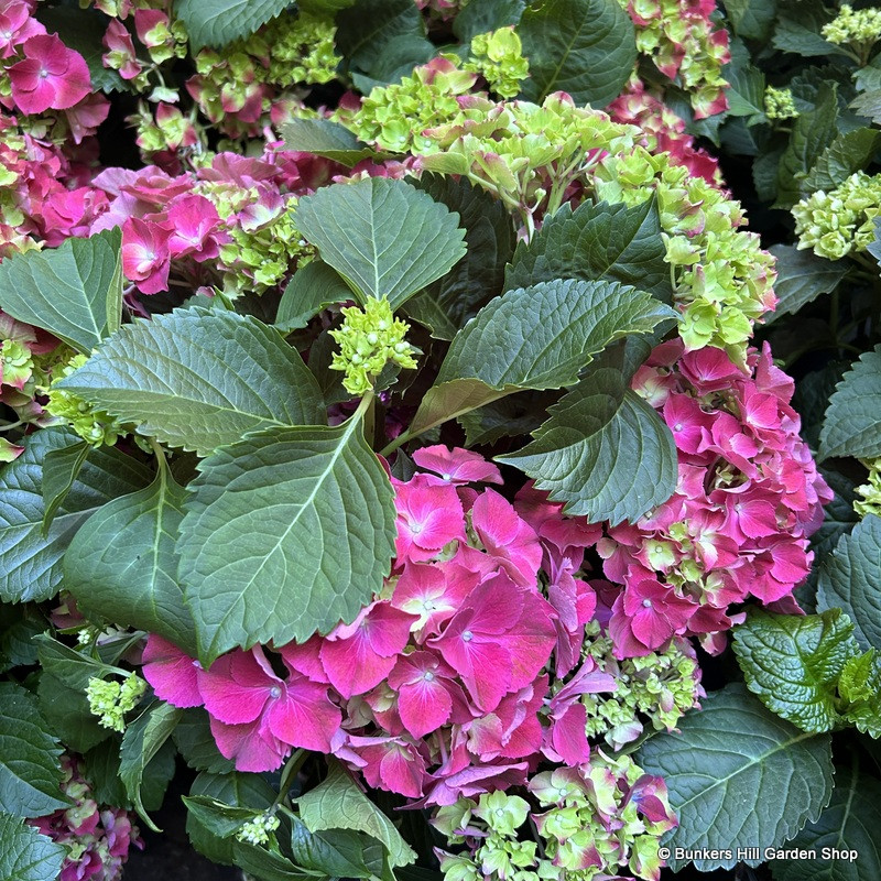 Hydrangea Macrophylla -Red (5L)