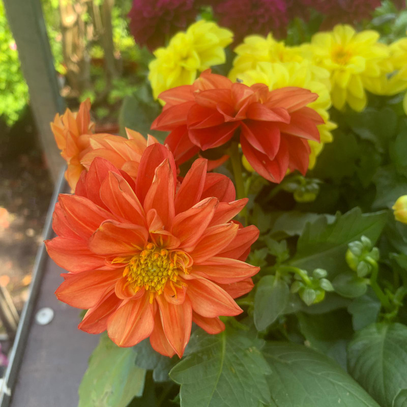 Dahlia Orange - small