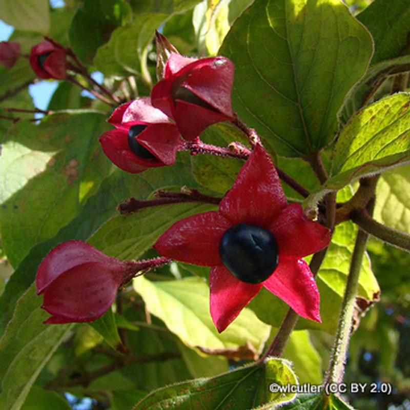 Clerodendron trich