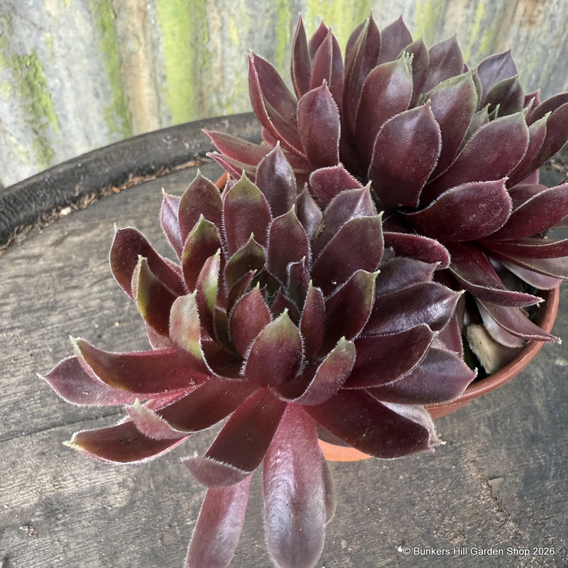 Houseleek - 'Ruby Heart' 11cm pot