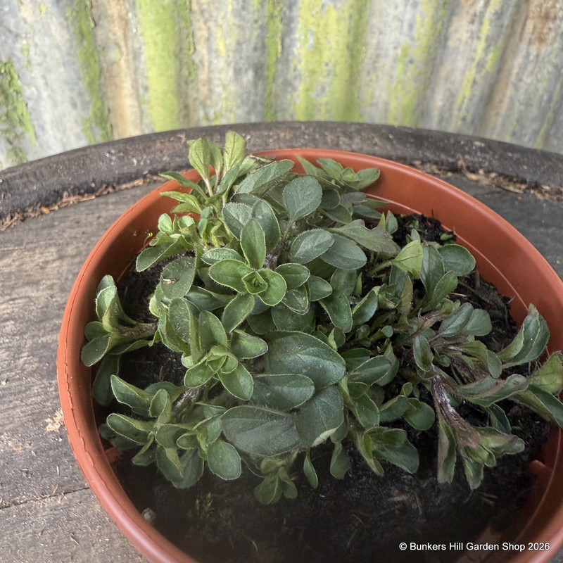 Marjoram compact (11cm)