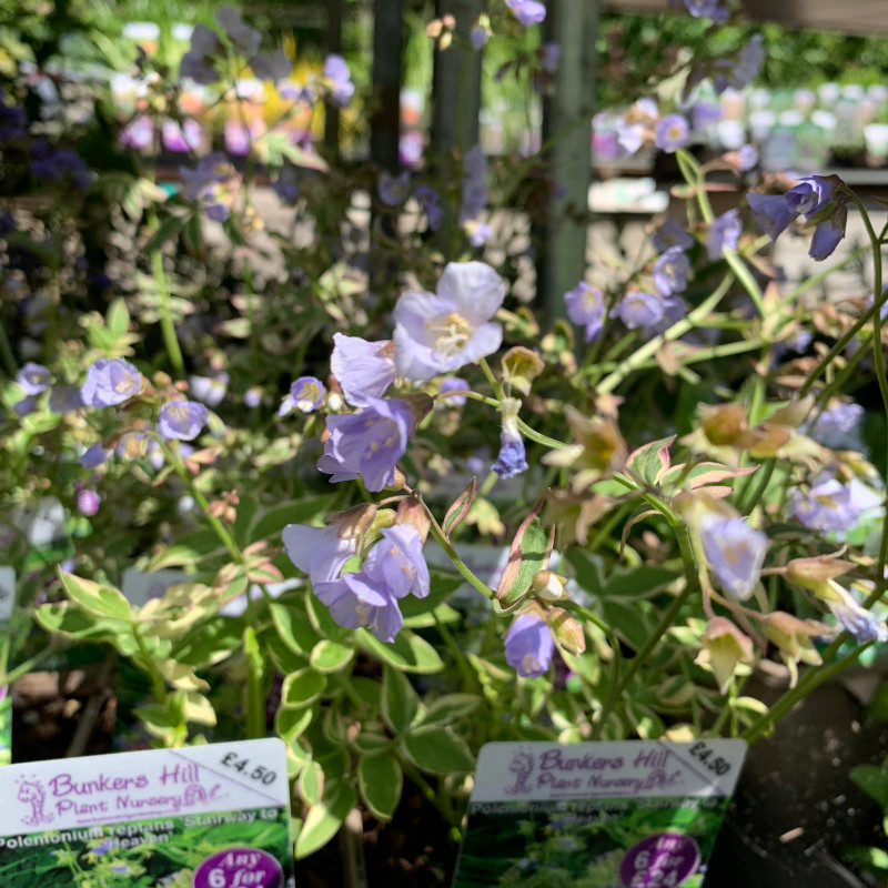 Polemonium 'Stairway to Heaven' (Jacob's Ladder) 1ltr pot