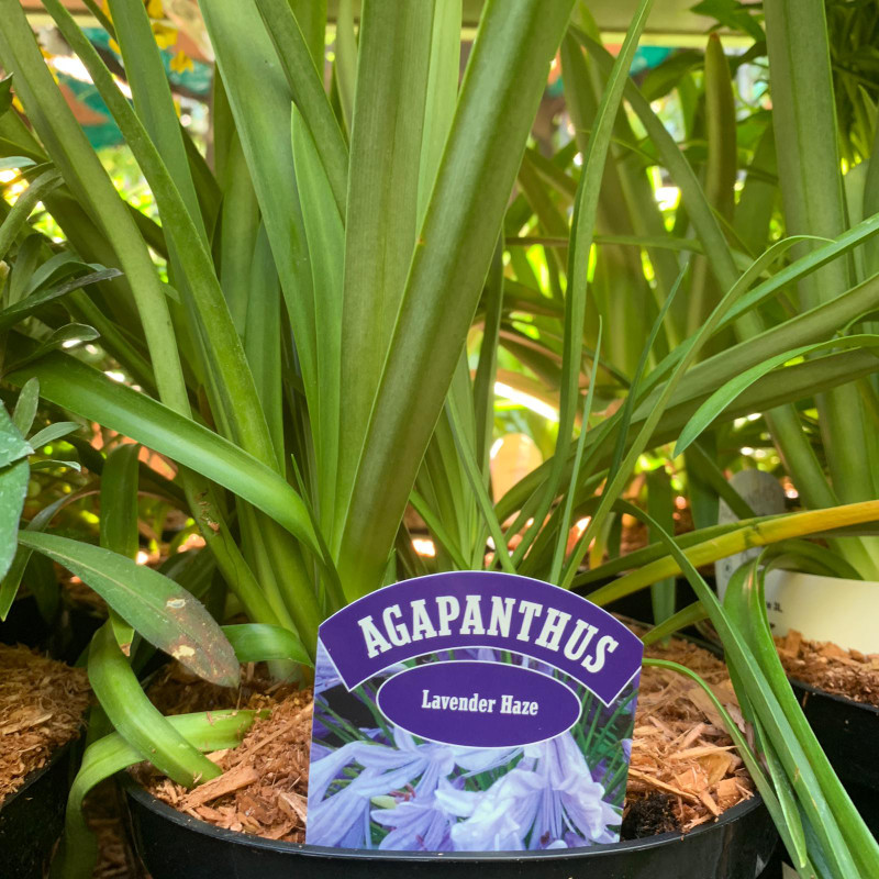 Agapanthus 'Navy Blue' - 3ltr pot