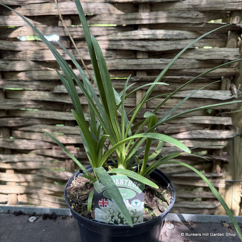 Agapanthus 'Snow Cloud' 2L