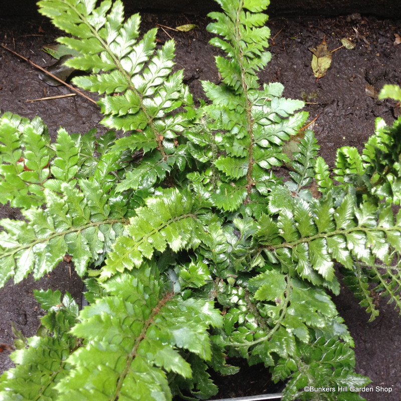 Fern - Athyrium filix-femina 'Frizelliae'