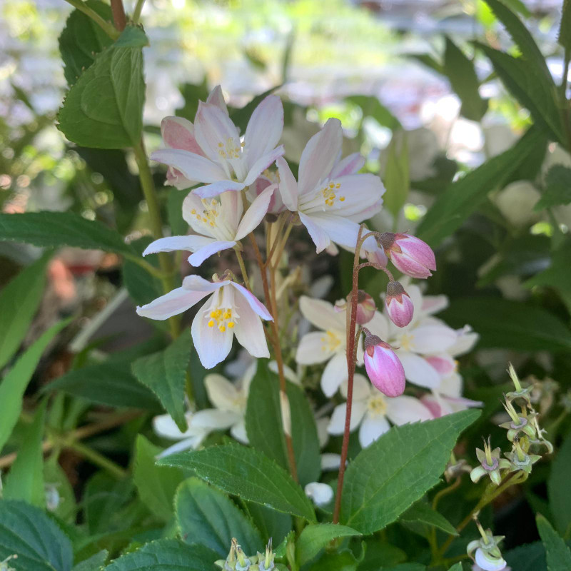 Deutzia x 'Yuki Cherry Blossom' - 3ltr pot