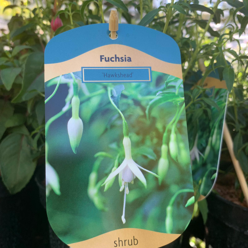 Hardy Fuchsia - 'Riccartonii' 2ltr