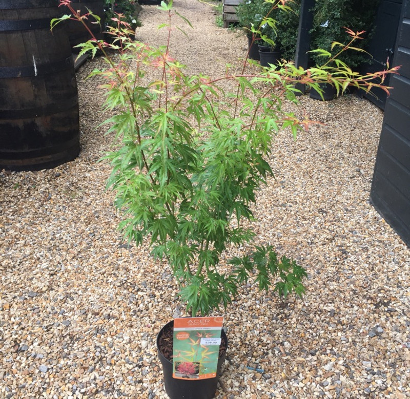 Acer palm. Wilson's Pink Dwarf