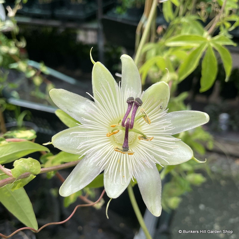 Passiflora caerulea 'Constance Elliot' (Passion Flower).sq
