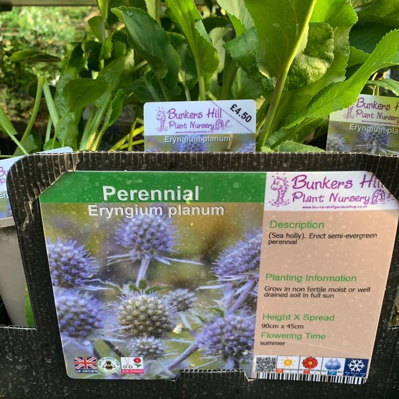 Eryngium planum 1ltr