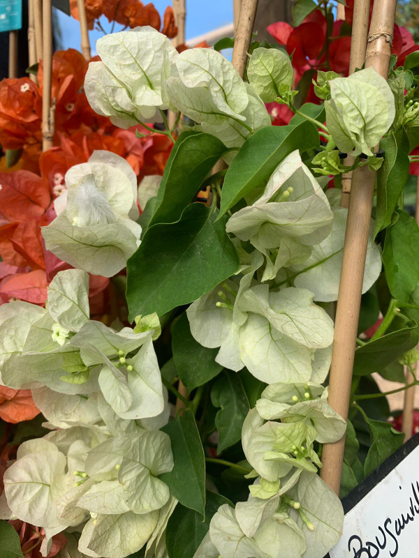 Bougainvillea Piramade 'Ton sur Ton' - White