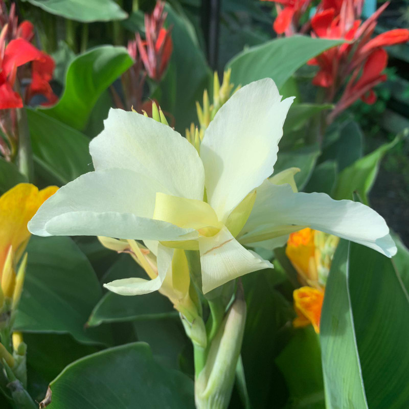 Canna Lily - White