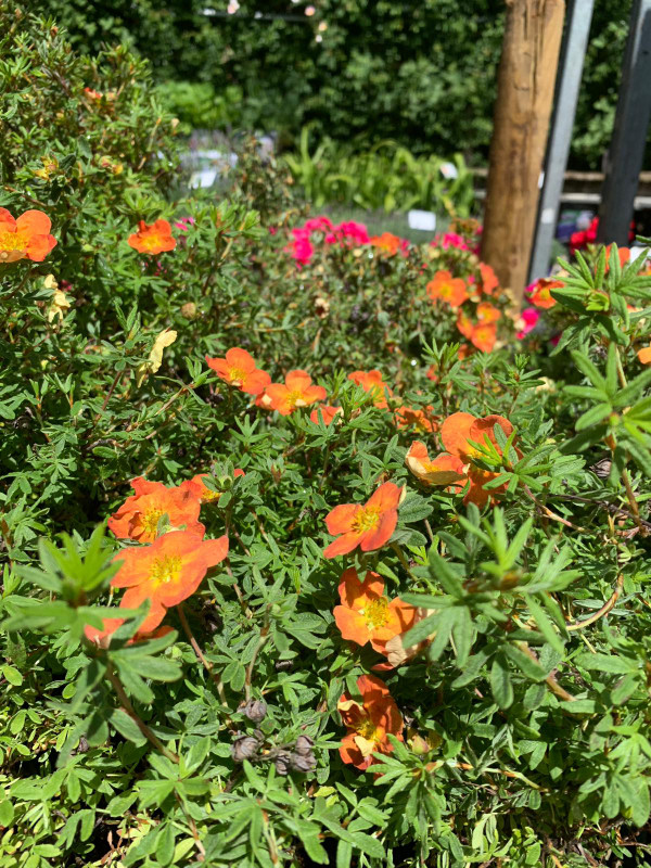 Potentilla Red Ace