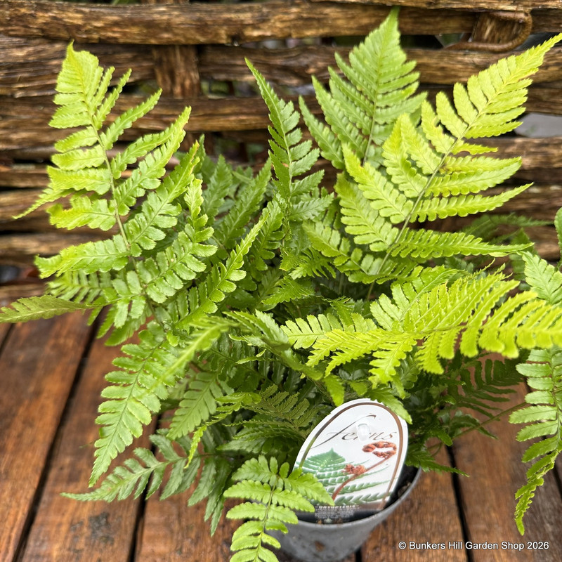 Dryopteris erythrosora 'Brilliance' (Fern) - M