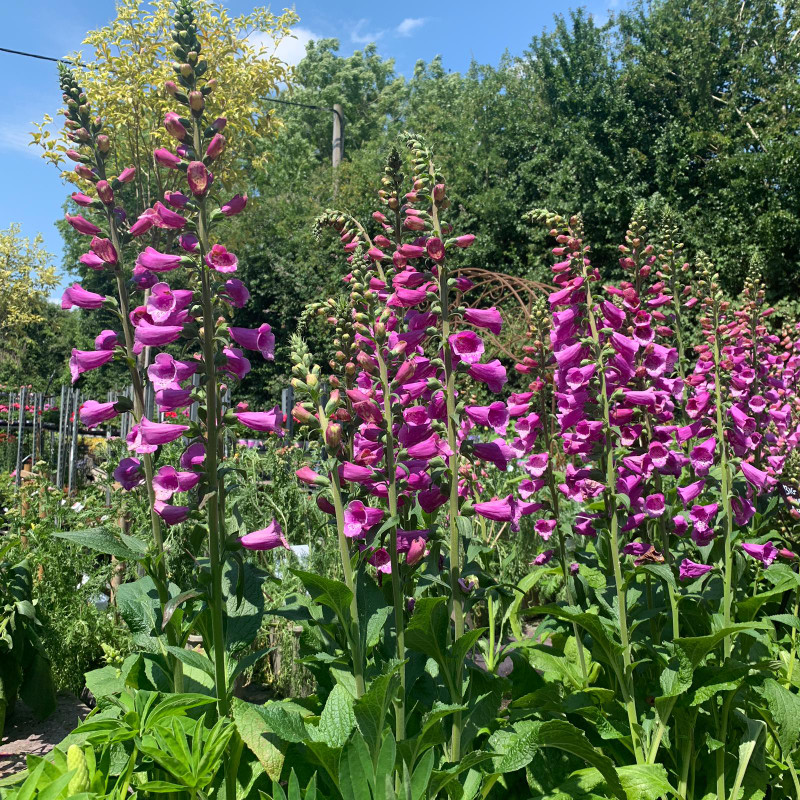 Digitalis purpurea 'Dalmation Purple' (Foxglove)