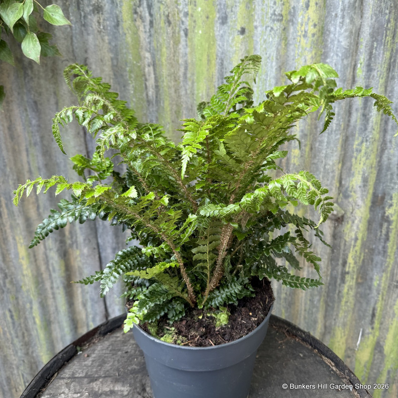 Polystichum polyblepharum (Fern) - XL