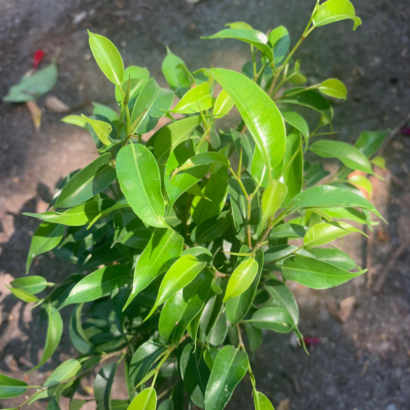 Green Fiscus Benjamina - Houseplant