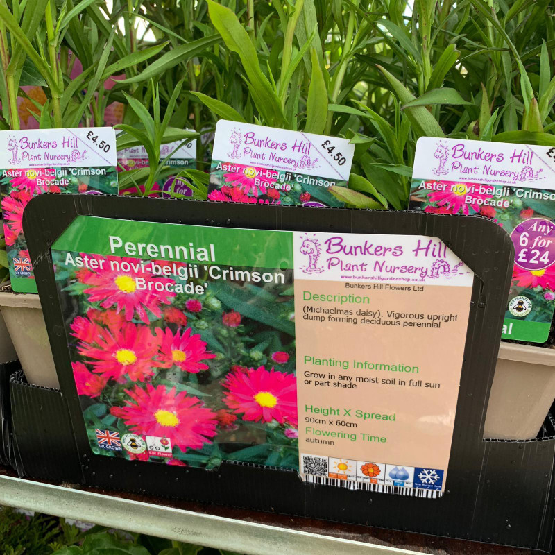 Aster novi-belgii 'Crimson Brocade' 1ltr pot