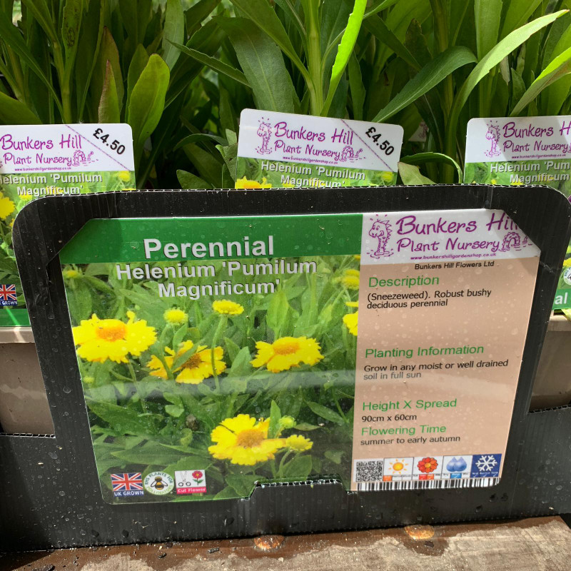Helenium 'Lemon Sundae' 1ltr pot