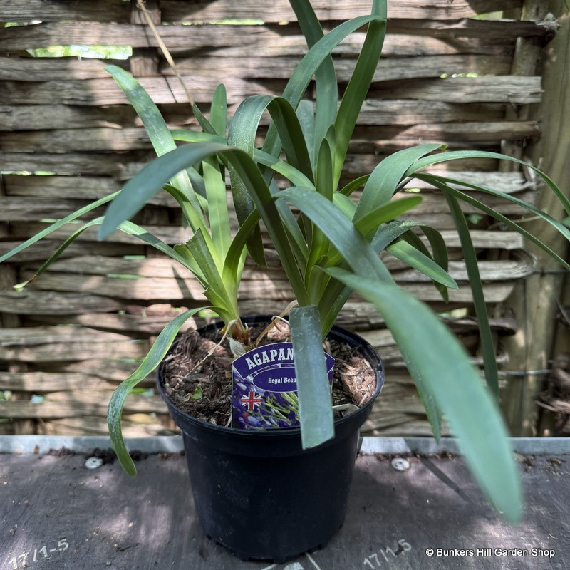 Agapanthus 'Regal Beauty' 2L