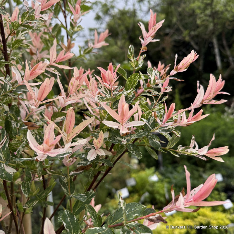 Salix integra 'Hakuro Nishiki' (Flamingo Willow) - 120cm stem