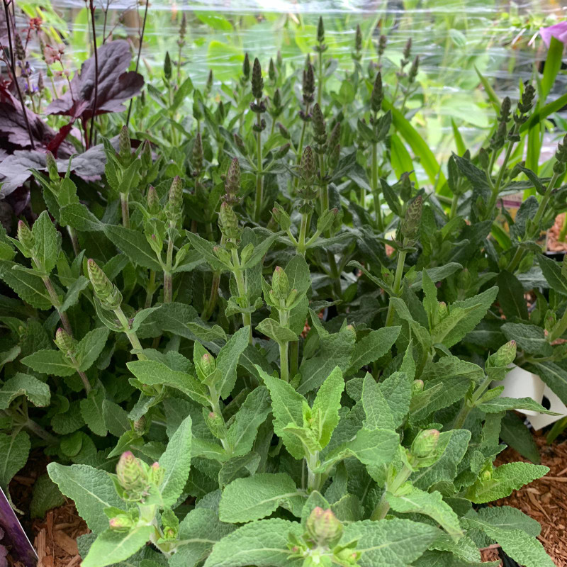 Salvia Sensation Deep Blue - 3ltr