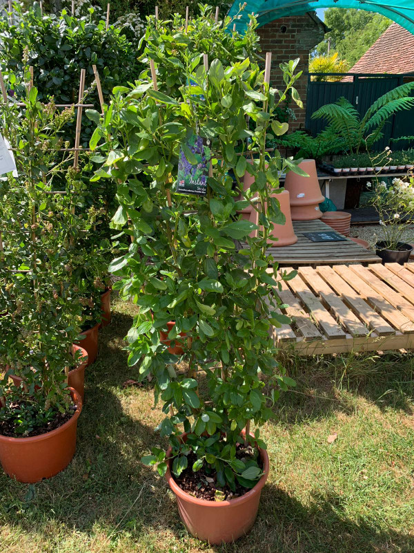 Ceanothus 'Trewithen Blue' - 1.5m trellis