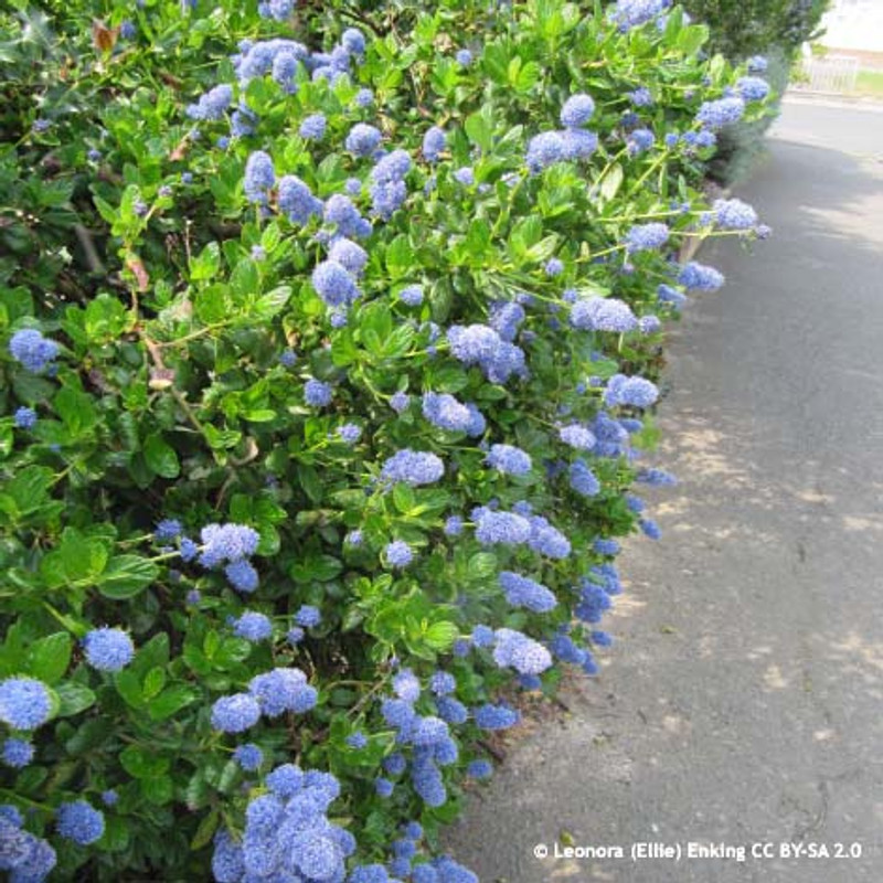 Ceanothus 'Yankee Point' 1.8m trellis (20ltr)