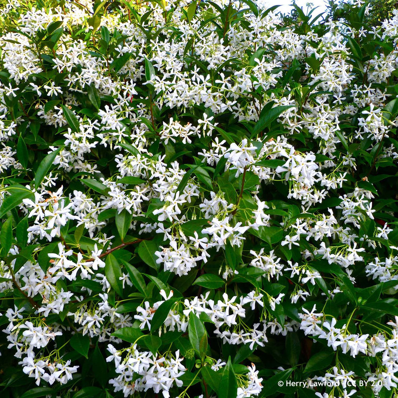 Trachelospermum jasminoides (Star Jasmine) 2.4m trellis (35ltr)