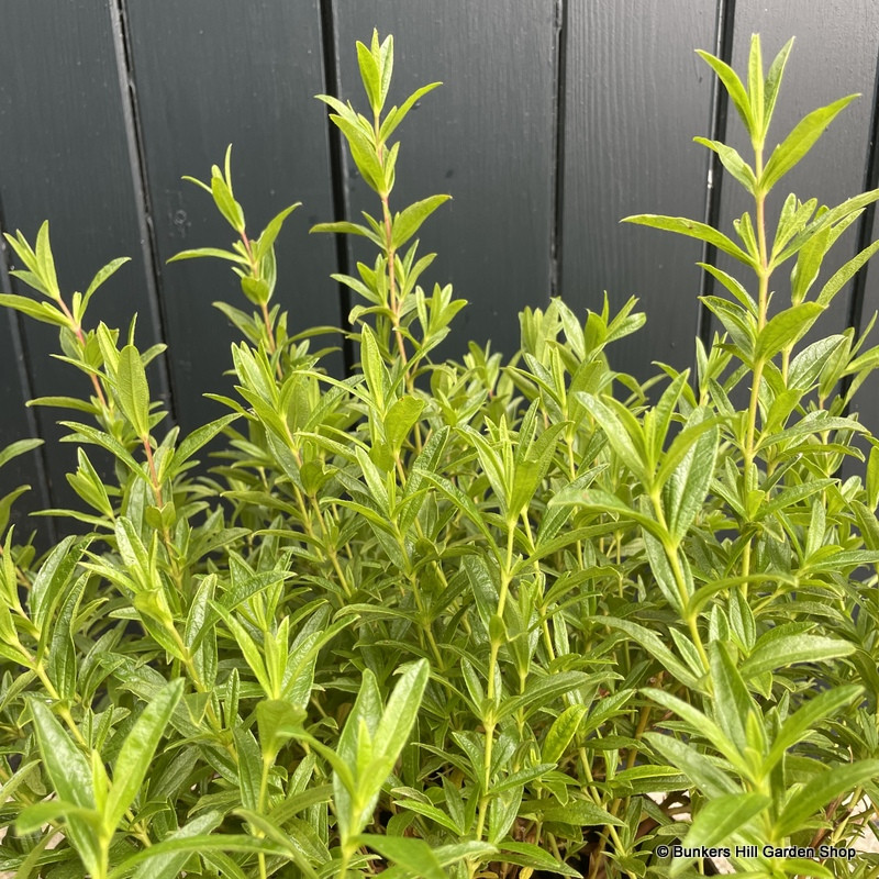 Cistus dans. 'Decumbens' - 7.5ltr pot