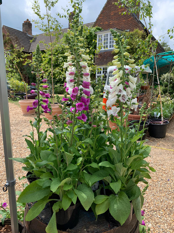 Digitalis (foxglove) Pink