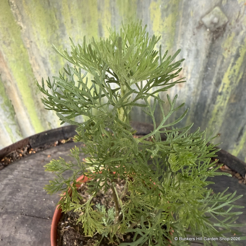 Southernwood (11cm)